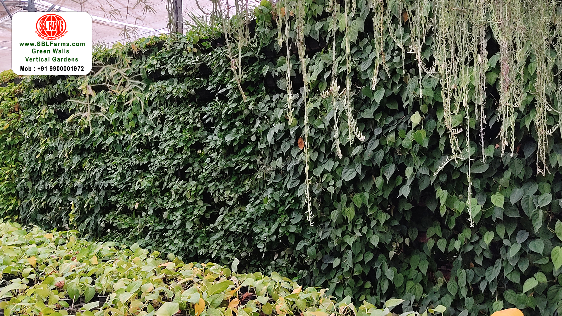 Sbl Farms Green walls and Living walls, Vertical Garden, Bio Curtains,organic vertical garden in bangalore